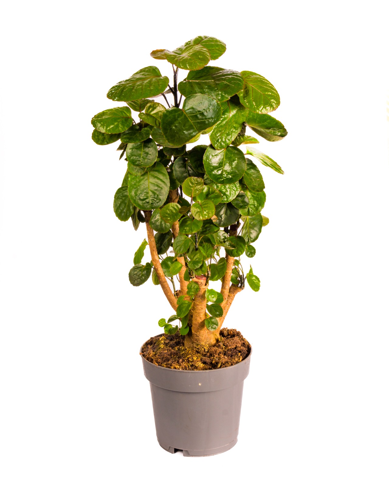 Buy Polyscias Fabian Ht 70 Cm online On Qetaat.com